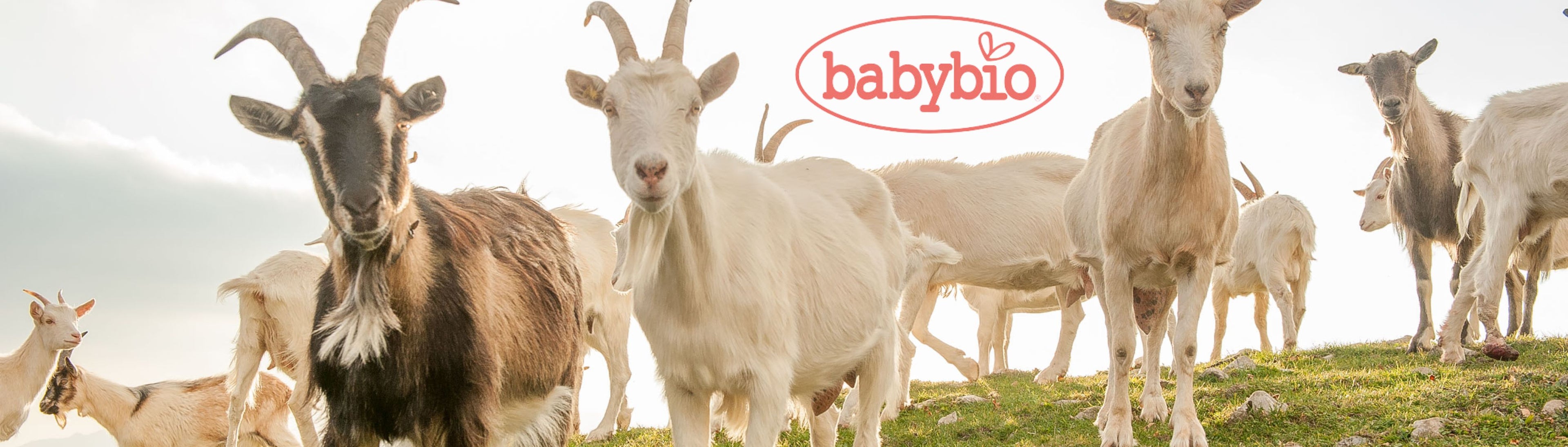 BABYBIO BANNER - CABRAS EN EL MONTE